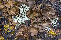 Umbilicaria phaea image