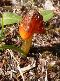 Hygrocybe conica image