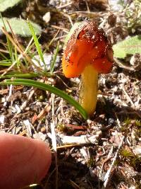 Hygrocybe conica image