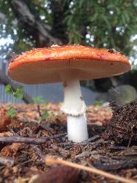 Amanita muscaria image