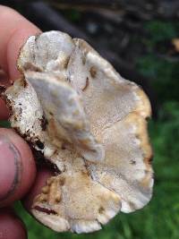 Trametes versicolor image