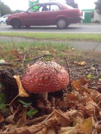 Amanita muscaria image