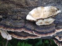 Trametes versicolor image