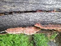 Trametes versicolor image