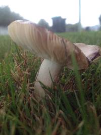 Russula nitida image