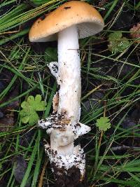 Amanita velosa image