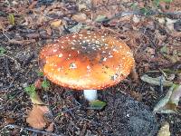 Amanita muscaria image