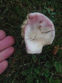 Russula nitida image