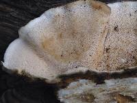 Trametes versicolor image