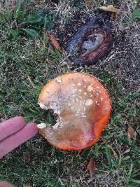 Amanita muscaria image