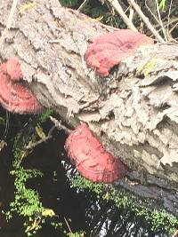 Ganoderma sessile image