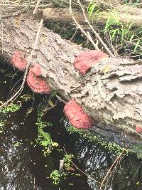 Ganoderma sessile image