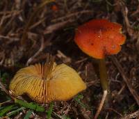 Hygrocybe conica image