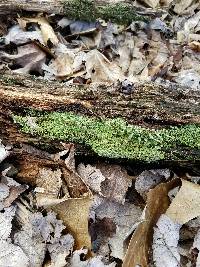 Cladonia coniocraea image