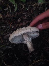 Chlorophyllum brunneum image