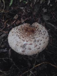 Chlorophyllum brunneum image