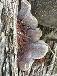 Auricularia auricula-judae image