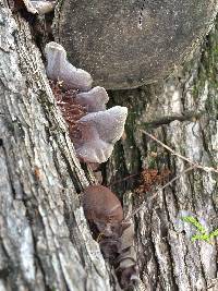 Auricularia auricula-judae image