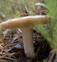 Amanita velosa image