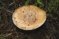 Amanita velosa image