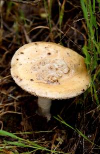 Amanita velosa image