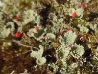 Cladonia pleurota image