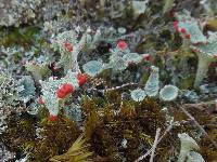 Cladonia pleurota image