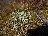 Cladonia pleurota image