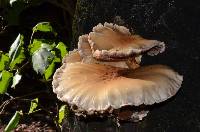 Agrocybe parasitica image