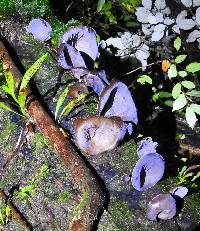 Auricularia cornea image