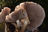 Agrocybe parasitica image