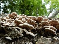 Schizophyllum commune image