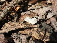 Polyporus varius image