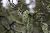 Ramalina menziesii image