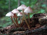 Mycena haematopus image