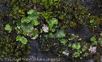 Peltigera venosa image