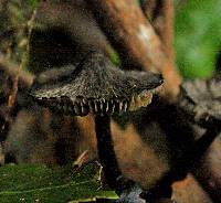 Hygrocybe astatogala image