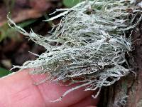 Ramalina farinacea image