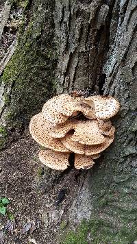 Polyporus squamosus image