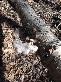 Fomitopsis betulina image