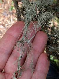 Ramalina menziesii image