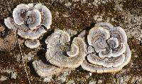 Trametes versicolor image