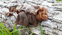 Auricularia auricula-judae image