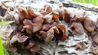 Auricularia auricula-judae image