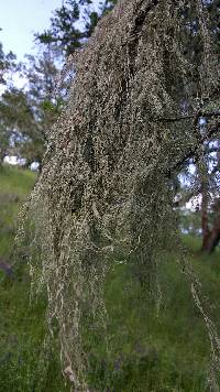 Ramalina menziesii image