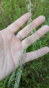 Ramalina menziesii image