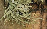 Ramalina farinacea image