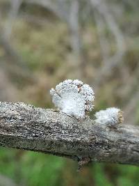 Schizophyllum commune image