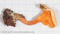 Hygrophoropsis aurantiaca image