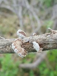 Schizophyllum commune image